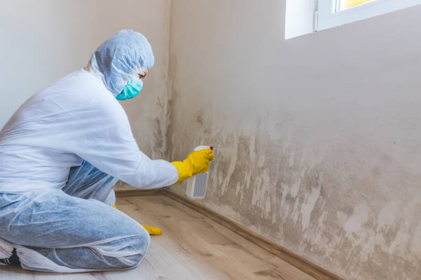 Licensed Attic Mold Removal service in Painter, VA - WQB Mold Removal