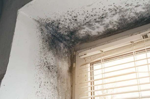 Affordable Attic Mold Removal solutions in Painter, VA