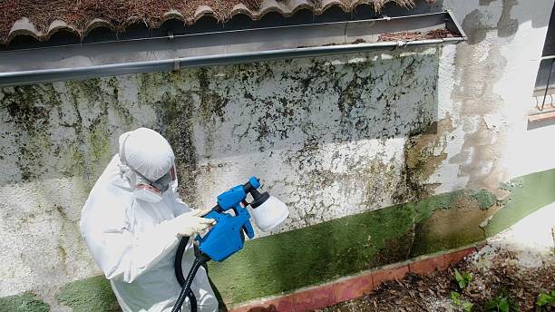 Top rated local Attic Mold Removal specialists in Painter, VA